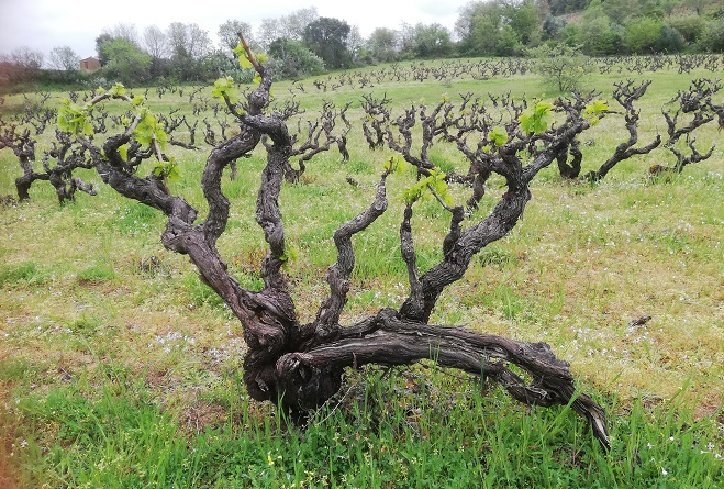 Bentu Luna old vines 4